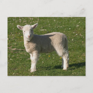Cartão Postal Nova Lamb, perto de Dunedin, Ilha do Sul, Nova