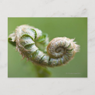 Cartão Postal Nova Ramificação Fern