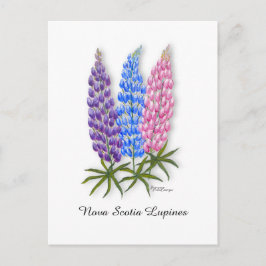 Cartão Postal Nova Scotia Lupines