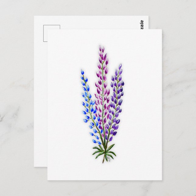 Cartão Postal Nova Sotia Lupines (Frente/Verso)