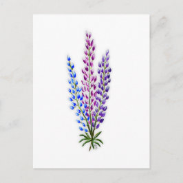 Cartão Postal Nova Sotia Lupines