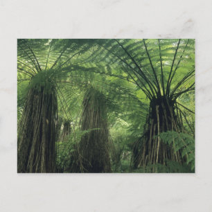 Cartão Postal Nova Zelândia, Haast Valley, Westland, Soft Tree
