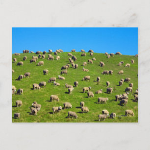 Cartão Postal Nova Zelândia, Ilha do Sul, Canterbury