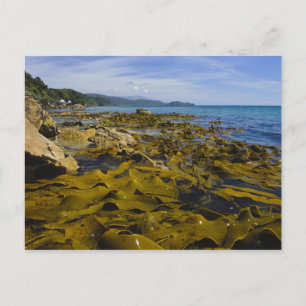Cartão Postal Nova Zelândia, Southland, Ilha Stewart. Kelp
