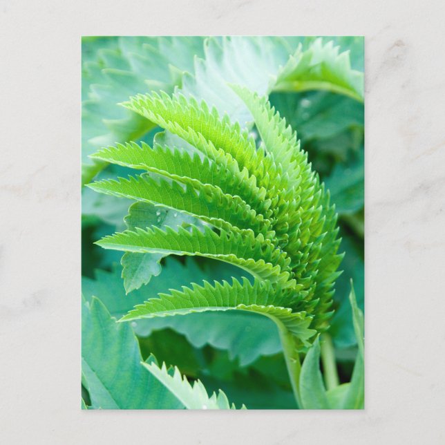 Cartão Postal Novas Folhas Verdes (Frente)