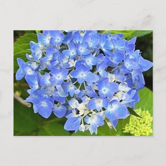 Cartão Postal Novo Cartão-postal Bloom Hydrangea (Frente)