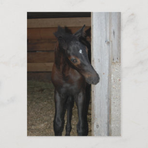 Cartão Postal Novo Pônei/Cavalo