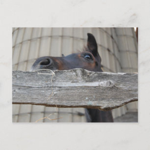 Cartão Postal Novo Pôneo/Cavalo