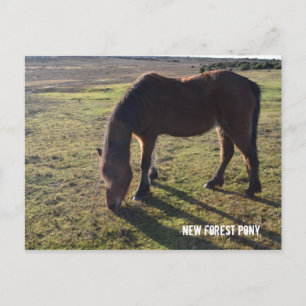 Cartão Postal Novo Pôneo Florestal2
