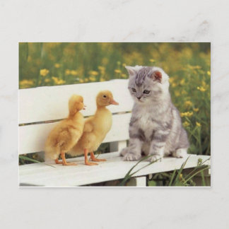 Cartão Postal Novos Amigos