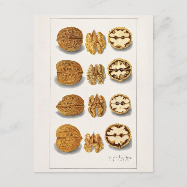 Cartão Postal Nozes (Juglans) Fruta (Frente)