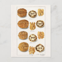 Nozes (Juglans) - Pintura por Aquarela