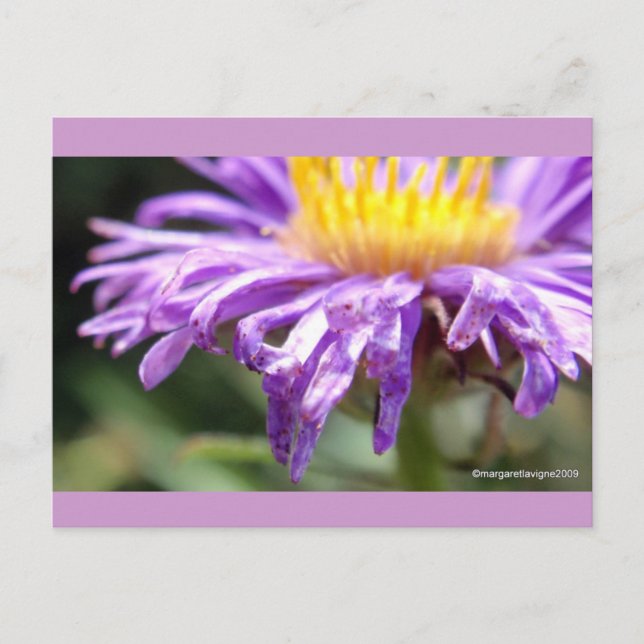 Cartão Postal Número de Aster Sem Título 2 (Frente)