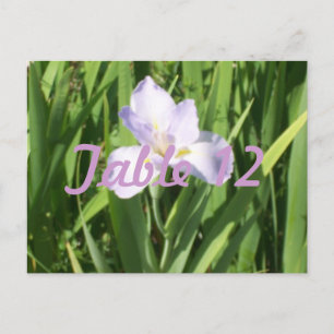 Cartão Postal Número de Tabela Iris Puro