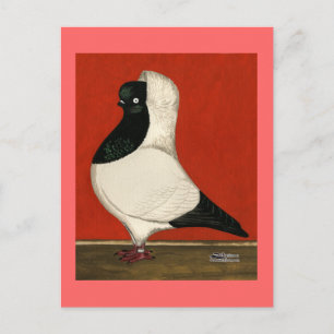Cartão Postal Nun Pigeon Negro