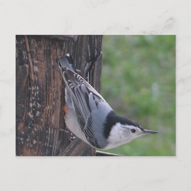 Cartão Postal Nuthatch (Frente)