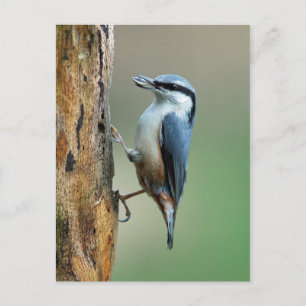 Cartão Postal Nuthatch com sementes de girassol