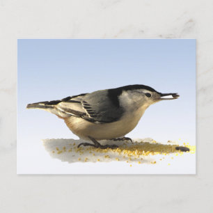 Cartão Postal Nuthatch de peito branco