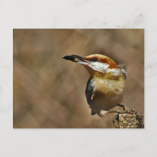Cartão Postal Nuthatch marrom
