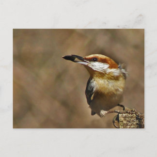 Cartão Postal Nuthatch marrom
