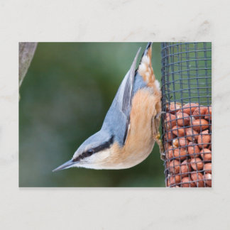 Cartão Postal Nuthatch no alimentador
