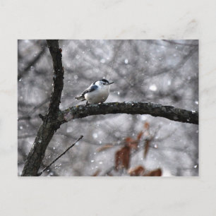 Cartão Postal Nuthatch no Cartão-postal da neve
