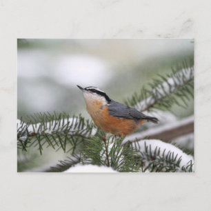 Cartão Postal Nuthatch no Snowy Branch no inverno