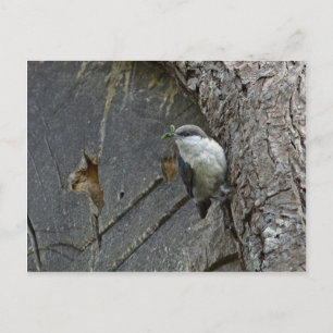 Cartão Postal Nuthatch pigmeu