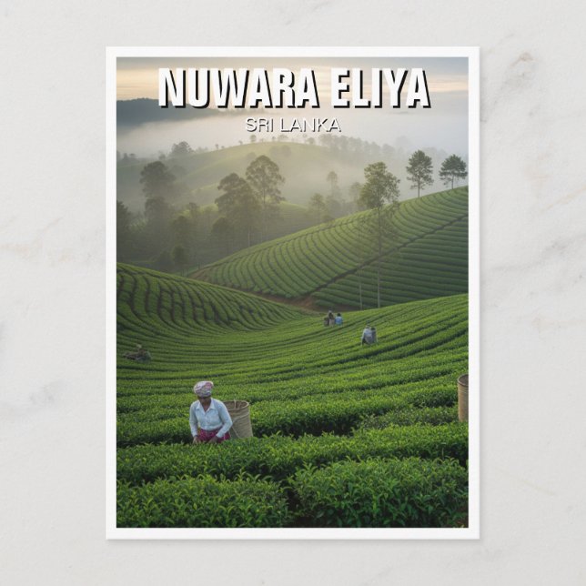 Cartão Postal Nuwara Eliya Tea Plantation Sri Lanka (Frente)