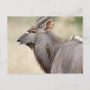 Cartão Postal Nyala com bicho-papa