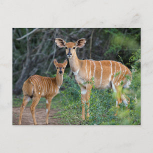 Cartão Postal Nyala (Tragelaphus Angazii) com filhote, Ndumo