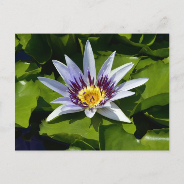 Cartão Postal Nymphaea colorata - Afro-lily Tanzânia (Frente)
