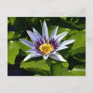 Cartão Postal Nymphaea colorata - Nenúfar Africano Tanzânia