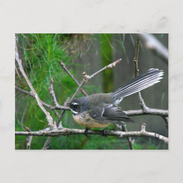Cartão Postal NZ Bird - Fantail (Frente)