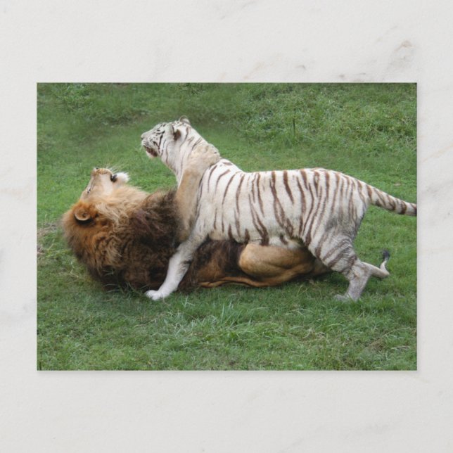 Cartão Postal Nzabu006 (Frente)