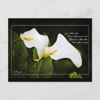 Cartão Postal O amor é a única flor