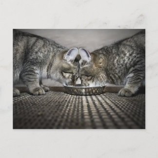 Cartão Postal o amor é... compartilhar