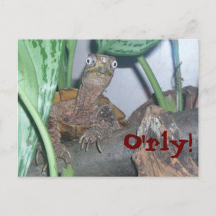 Cartão Postal o' rly, O'rly!