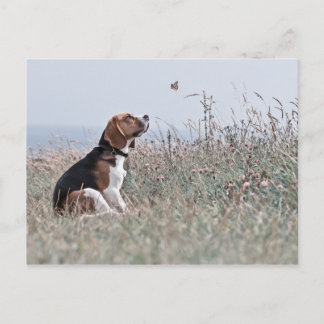 Cartão Postal O Beagle