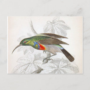 Cartão Postal O beija-flor