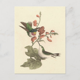 Cartão Postal O beija-flor de garganta vermelha ou de garganta s