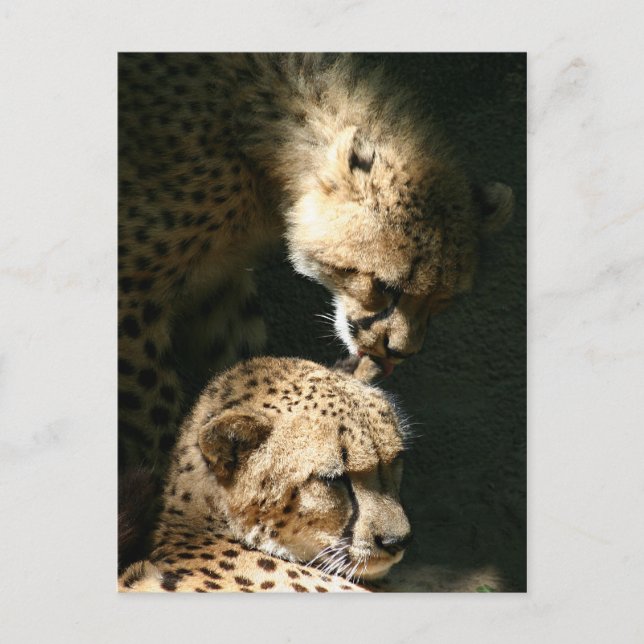 Cartão Postal O Beijo (Frente)