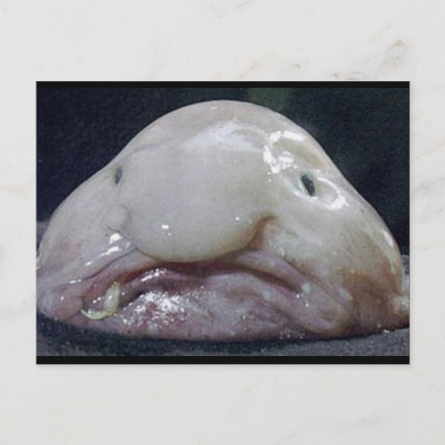 Cartão Postal O Blobfish (Frente)