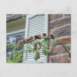 Cartão Postal O Brood X