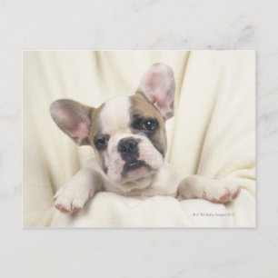 Cartão Postal O Bulldog, muitas vezes chamado Bulldog Inglês, 2