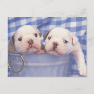Cartão Postal O Bulldog, muitas vezes chamado de Bulldog Inglês,