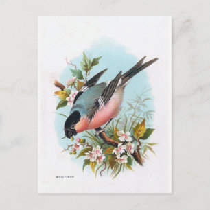Cartão Postal "O Bullfinch"