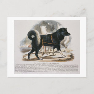 Cartão Postal O Cachorro Esquimaux (Canis familiaris) é educati