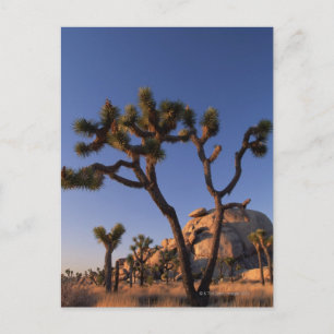 Cartão Postal O cacto e o boné de Cholla balançam, árvore de