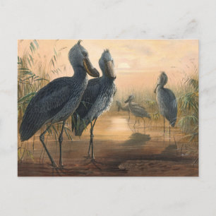 Cartão Postal O Calçado Bill de Joseph Wolf